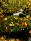 Fallen Leaves on Rocks Next to a Mountain Stream