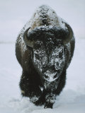 A Frost-Covered American Bison Bull Walks Through the Snow