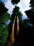 Giant Sequoia Trees Looking Skyward
