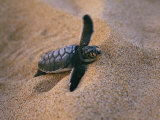 A Green Turtle Hatchling Struggling from its Nest in the Sand