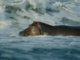 Hippopotamus Swimming in the Atlantic off of Gabons Coast