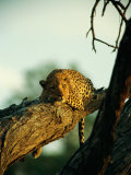 A Leopard Rests on a Large Tree Branch