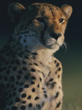 A Portrait of an African Cheetah