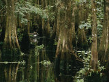 A Great Egret or Common Egret Stalks Fish in a Cypress Tree Swamp