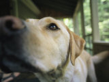 A Close View of a Yellow Labrador Retriever