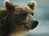 Close View of the Face of a Brown Bear