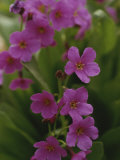 Parrys Primrose Wildflowers  Grand Teton National Park  Wyoming
