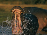 Hippopotamus in the Zambezi River