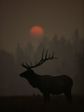A Bull Elk (Cervus Elaphus) is Silhouetted in the Fading Light at Dusk