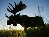 A Moose Stands in Bluejoint Grass at Sunset