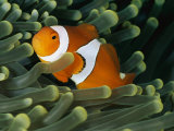 A Close-View Photograph of a False Clown Anemonefish