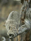 Lynx on Branch