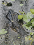 A Close-up of an American Alligator That is Partially Submerged Among Algae and Water Lilies