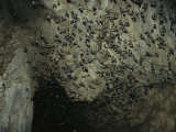 Thousands of Wrinkled-Lipped Bats Exiting a Cave at Dusk