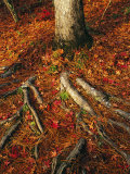 Oak Tree Roots and Pine Needles Covering a Woodland Trail