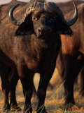 A Portrait of a Cape Buffalo