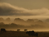 Cows are Silhouetted in a Field against Fog-Covered Trees at Dawn