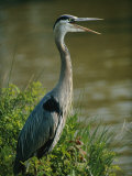 A Great Blue Heron Stands in a Marsh