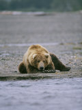 An Alaskan Brown Bear Waits to Catch a Fish on the Banks of a River