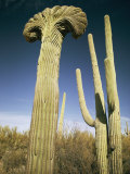 Saguaro Cacti Near Tucson
