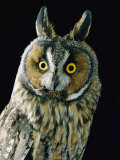 A Long-Eared Owl