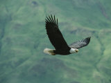 American Bald Eagle in Flight