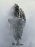 Ghostly Bison in Steam During Winter  Yellowstone National Park