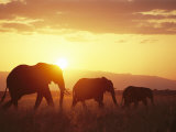 A Family of African Elephants Walk at Twilight