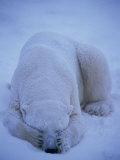 A Polar Bear Covers His Eyes to Get Some Sleep