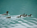 A Family of Merganser Ducks Swim in a Lake