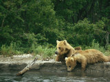 Brown Bear Cubs Resting on a River Bank