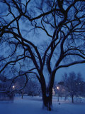 Huge Snow-Covered Tree in Boston Common  the Oldest Public Park in the United States