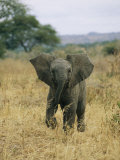 A Juvenile African Elephant Takes a Walk