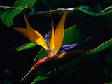 Bird of Paradise Flower