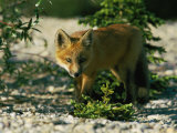 Juvenile Red Fox