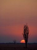 Sunset over the African Plain