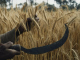 Close-up of the Hands of an Egyptian Farmer Harvesting Wheat with a Serrated Sickle