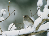 A Female Dark-Eyed Junco on a Snow-Covered Branch