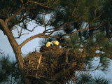 Pair of American Bald Eagles Sitting in Their Nest in a Pine Tree