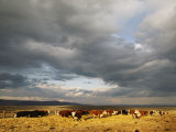 A Cloud-Filled Sky over a Yakima Valley Cattle Ranch