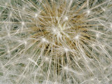 Close-up of a Common Dandelion