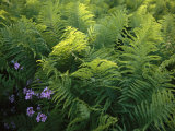 Ferns and Wild Phlox Near the Susquehanna River