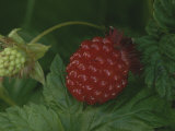 A Ripe Red Salmon Berry Lies on a Leaf Next to a Green Immature Berry