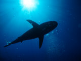 Sunlight Through Water Silhouettes a Passing Shark