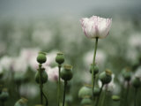 A Close View of Opium Poppy Flowers