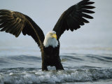 American Bald Eagle Grasps its Prey Below the Water