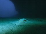 A Southern Stingray Resting on the Sea Floor off the Coast of Brazil