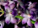 Wild Orchids