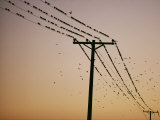 Silhouetted against a Twilight Sky  a Flock of Birds Rests on Telephone Wires