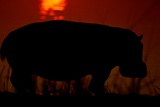 Silhouetted Hippo
